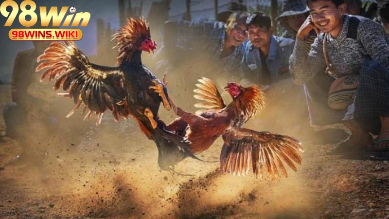Quy trình trước mỗi trận đấu đá gà