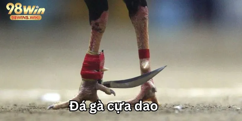 Cựa dao trong đá gà