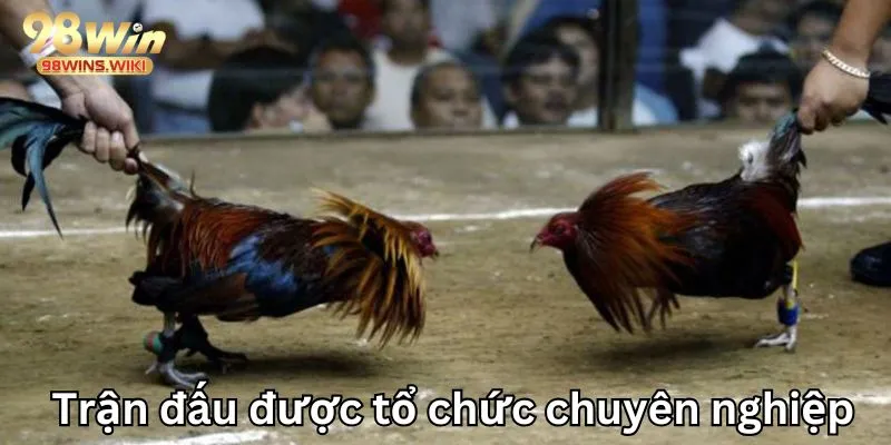 Giải đấu được cấp phép