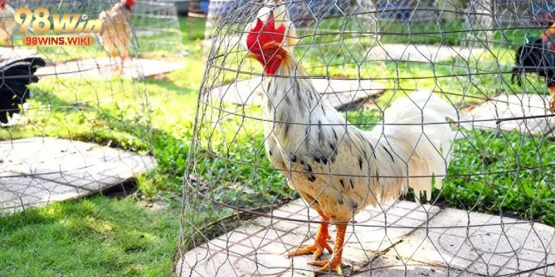 Chiến kê tắm nắng mỗi buổi sáng