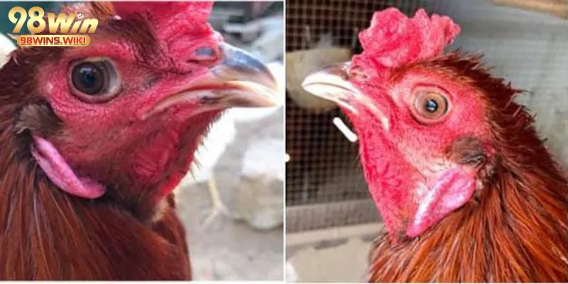 Đôi mắt hai màu khác biệt của gà lưỡng nhãn