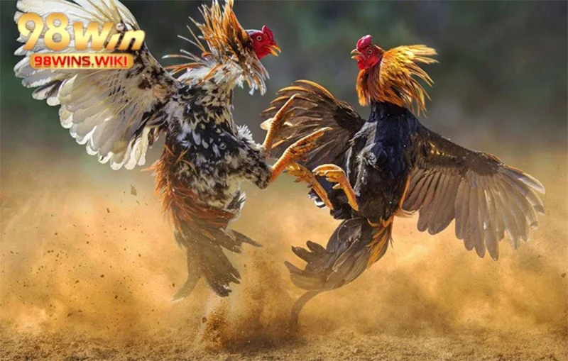 Đòn lối đặc trưng của gà