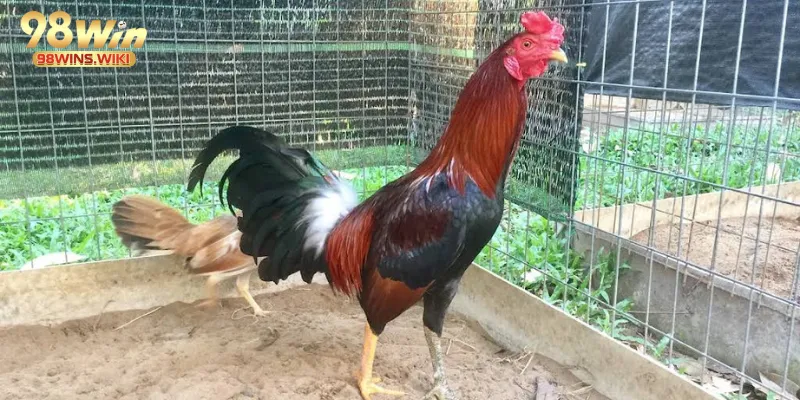 Thể hình cao lớn vạm vỡ của chiến kê