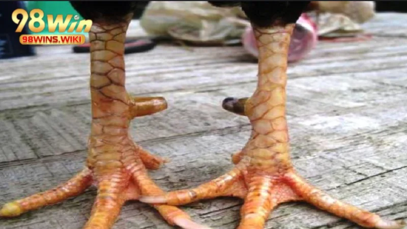 Tìm hiểu về vảy độc ém quý